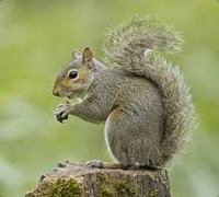 Squirrels